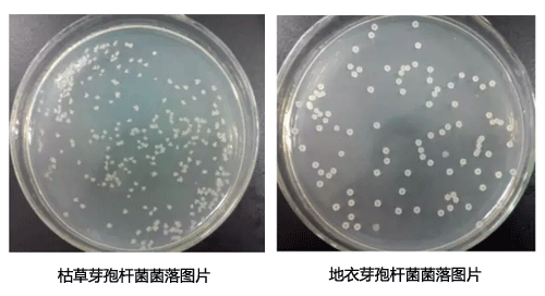 枯草和地衣芽孢桿菌菌落形態對比圖片